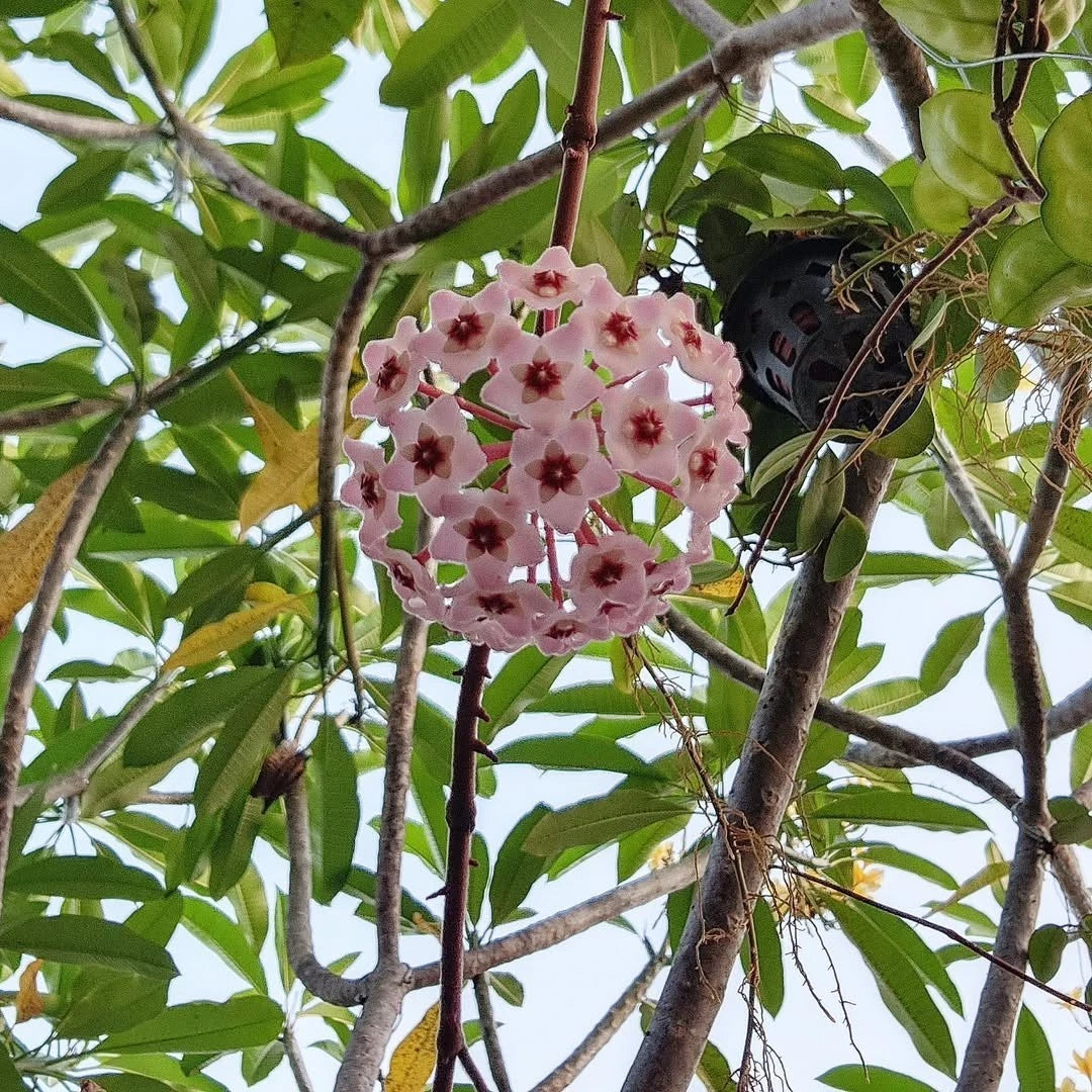 Hoya Carnosa 'Clinton Jade' (Rare Tropical Wax Plant / Variegated Succulent Vine) – Premium Exotic Houseplant & Botanical Specimen