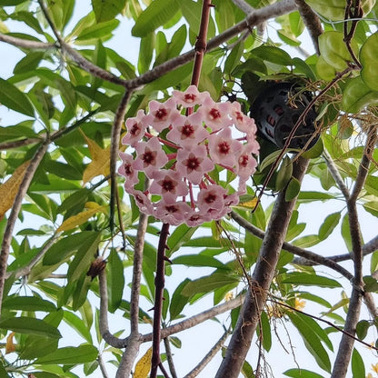 Hoya Carnosa 'Clinton Jade' (Rare Tropical Wax Plant / Variegated Succulent Vine) – Premium Exotic Houseplant & Botanical Specimen