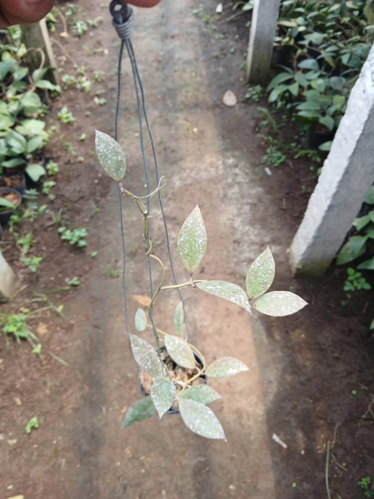 Hoya Walliniana Splash Rare Wax Plant | Tropical Indoor Outdoor Hoya | Exotic Collector Houseplant