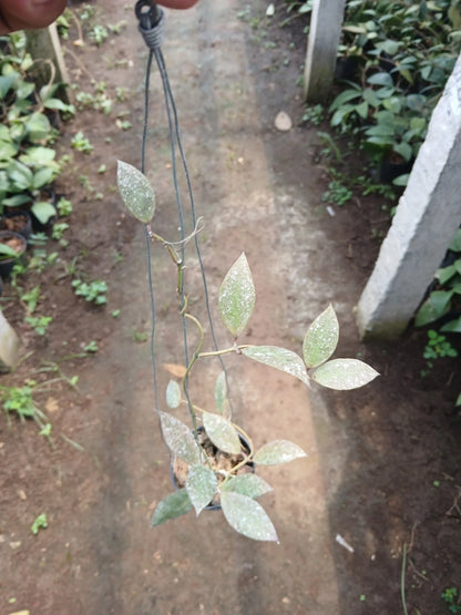 Hoya Walliniana Splash Rare Wax Plant | Tropical Indoor Outdoor Hoya | Exotic Collector Houseplant