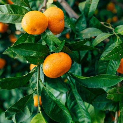 Fresh Wokam Orange Seeds (Citrus reticulata var. Wokam) – Premium Sweet Mandarin Citrus Fruit Tree Seeds for Planting (100+ Pcs)