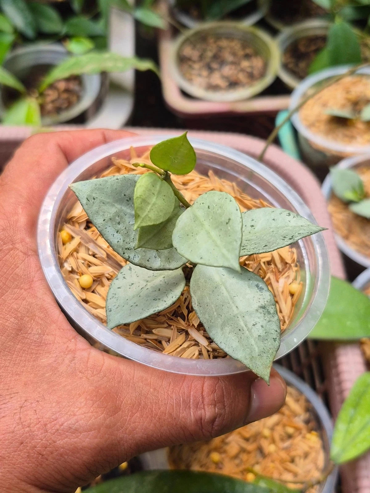 Hoya Lacunosa Melikan | Tropical Hoya Wax Plant | Indoor Outdoor Houseplant | Fragrant Flowers