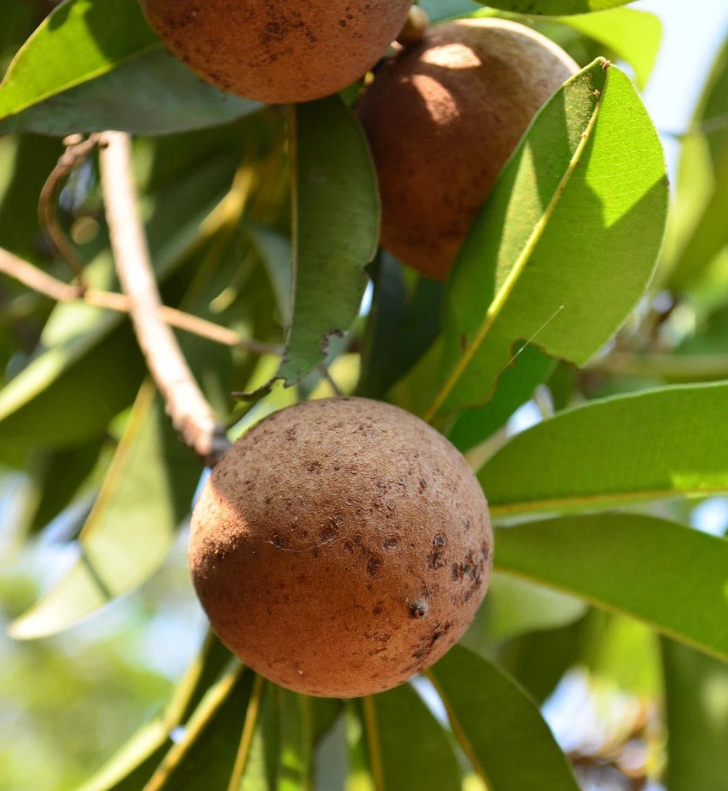 Premium Khun See Sapodilla Seeds (Manilkara zapota) – 35 Pcs Fresh Rare Exotic Sweet Chico Zapote Seeds for Planting