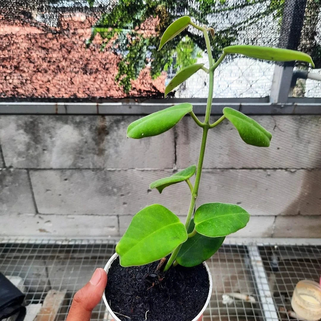 Hoya gigas – Spectacular Large-Leaf Rare Tropical Wax Vine