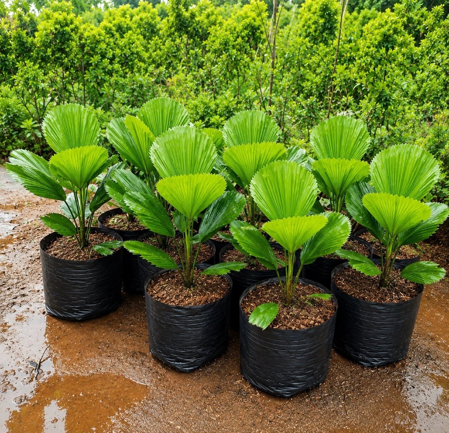 Rare Licuala Grandis Live Plant - Premium Ruffled Vanuatu Fan Palm
