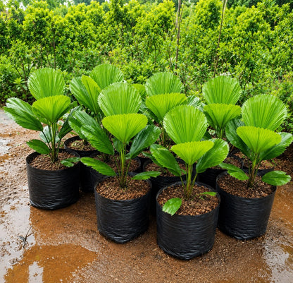 Rare Licuala Grandis Live Plant - Premium Ruffled Vanuatu Fan Palm
