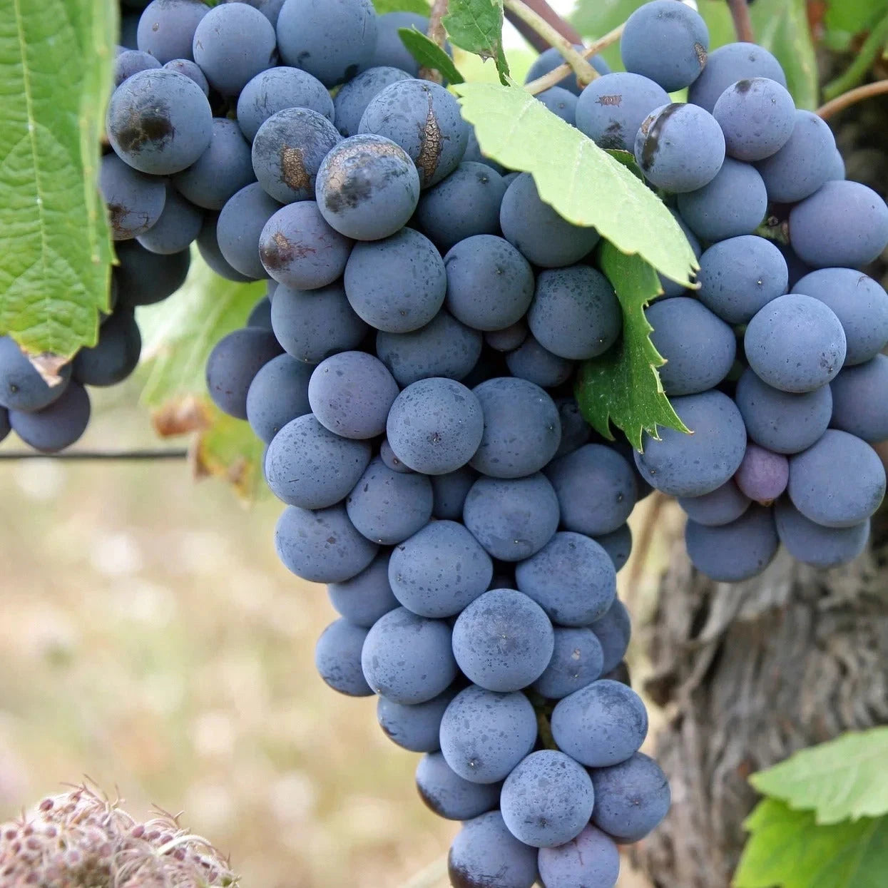 Bangalore Blue Grape Seeds (Vitis vinifera x Vitis labrusca 'Bangalore Blue') – Premium Certified Tropical Hybrid Table and Juice Grape Fruit Vine Seeds for Planting