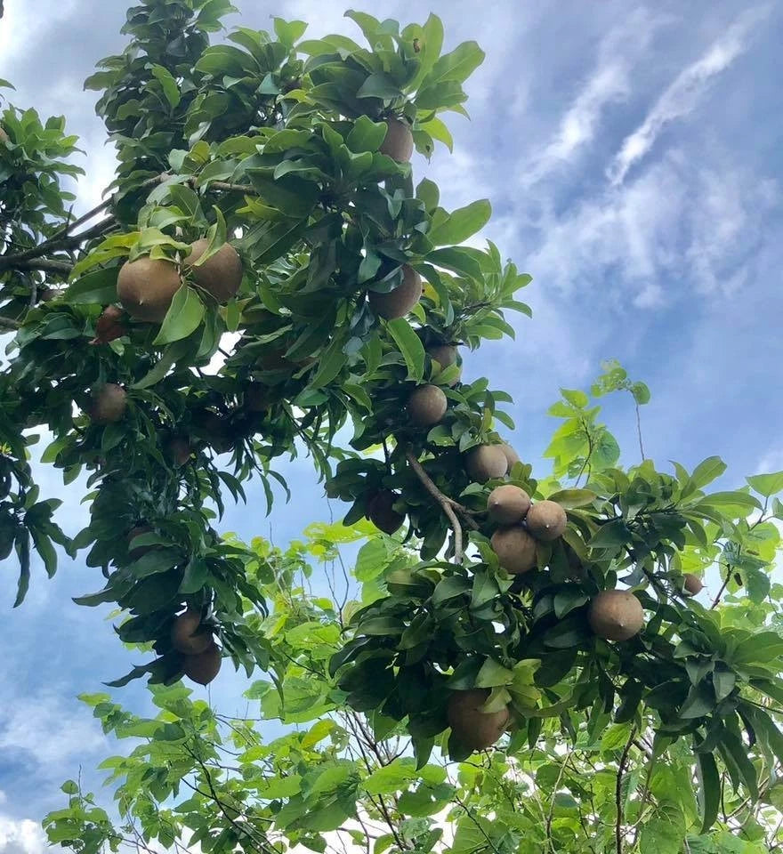 Molix Sapodilla Seeds (Manilkara zapota 'Molix') – 35 pcs Premium Fresh Rare Sweet Molix Chico Zapote Seeds