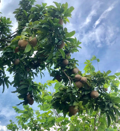 Molix Sapodilla Seeds (Manilkara zapota 'Molix') – 35 pcs Premium Fresh Rare Sweet Molix Chico Zapote Seeds