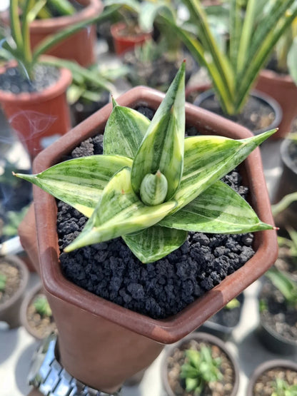 Sansevieria Manja Variegated - Rare Tropical Snake Plant