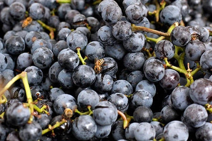 Concord Grape Seeds 100+ (Vitis labrusca) – Fresh Heirloom Table & Juice Grape Plant Seeds for Cultivation