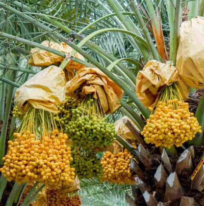 Deglet Noor Date Palm Seeds (Phoenix dactylifera 'Deglet Noor') – Premium Queen of Dates Exotic Fruit Tree Seeds for Planting (35 Pcs)