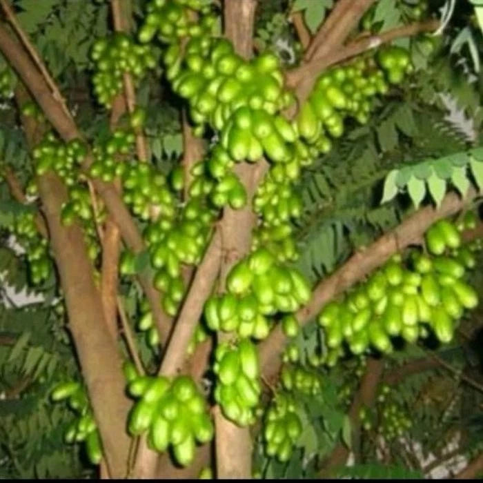 Grafted Starfruit Wuluh Seedling – Live Tropical Bilimbi Plant (Pot Ready)