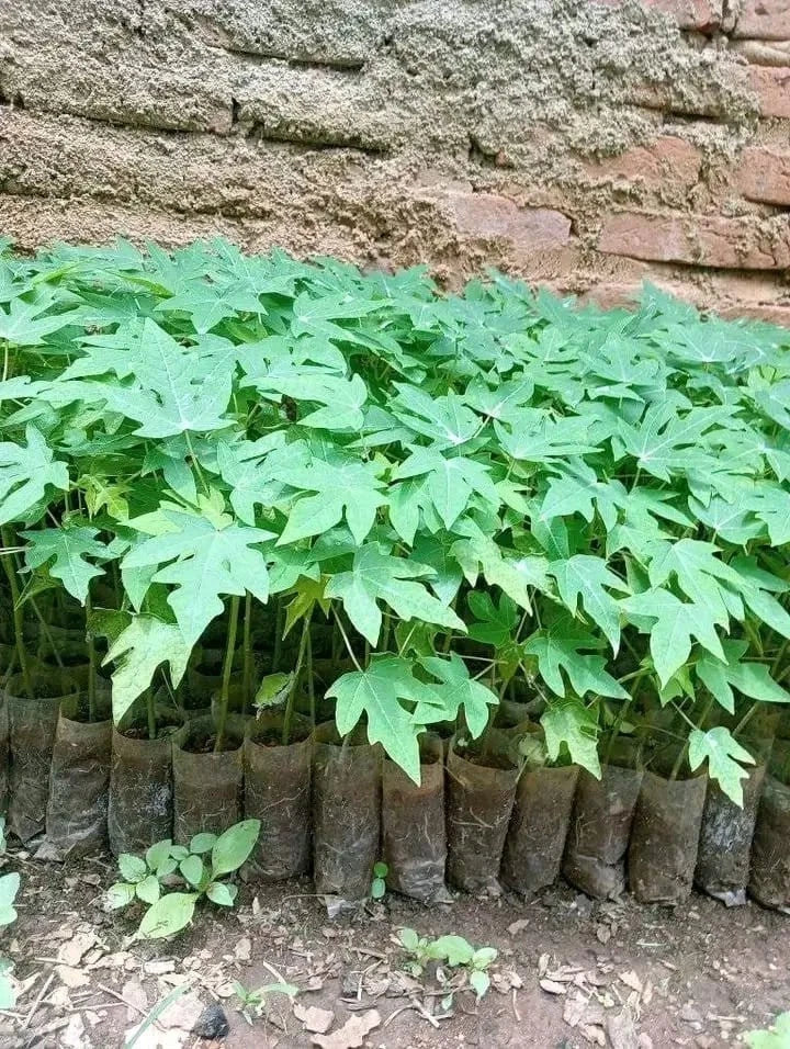 Calina Papaya Seeds (Carica papaya L.) – 150++ Premium Fresh Indonesian IPB9 Calina Papaya Seeds