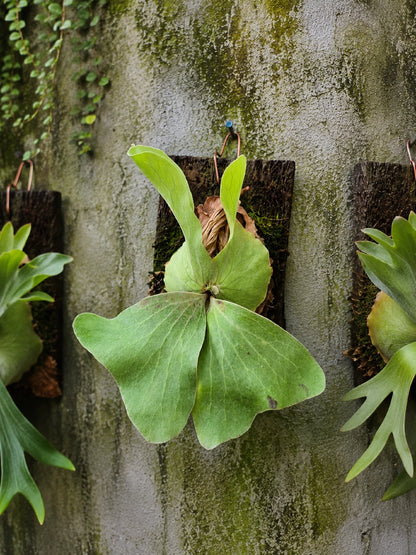 Rare Platycerium Antis - Premium Exotic Mounted Staghorn Fern Tropical Indoor Houseplant