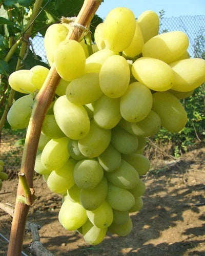 Laura Grape Seeds (Vitis vinifera / 100+ Premium Sweet Table Grape Seeds) – Premium Exotic Botanical Specimen Plant Seeds for Planting