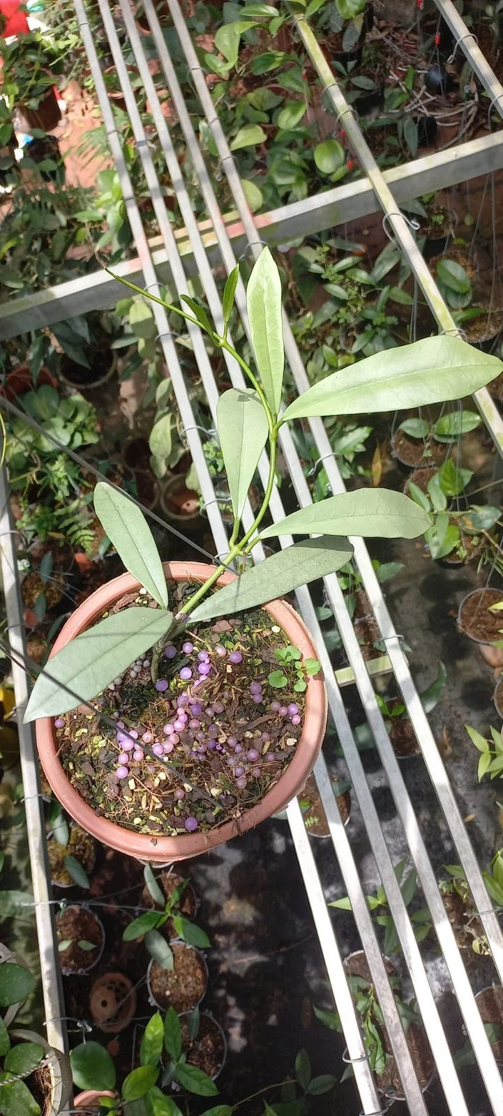 Hoya griffithii Silver Splash Live Plant – Premium Rare Splashed Foliage Wax Plant Climbing & Trailing Vine Specimen for Indoor & Outdoor Display