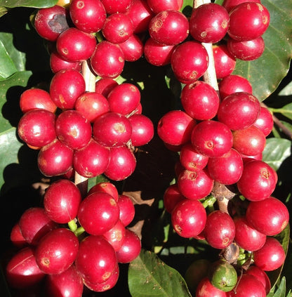 RABC15 Coffee Seeds 120 pcs (Coffea sp.) – Premium Certified High-Yield Arabica/Robusta Coffee Bean Plant Seeds for Planting
