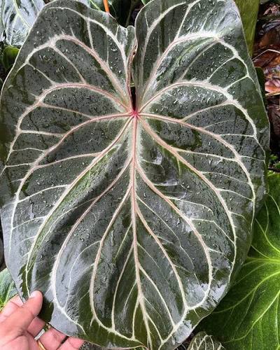 Anthurium King Of Spades Variegated Hybrid – Four Leaf Established Rare Velvet Specimen (Real Picture Verified)