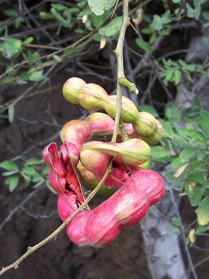 40+ Manila Tamarind Seeds | Pithecellobium Dulce | Sweet Madras Thorn Tree
