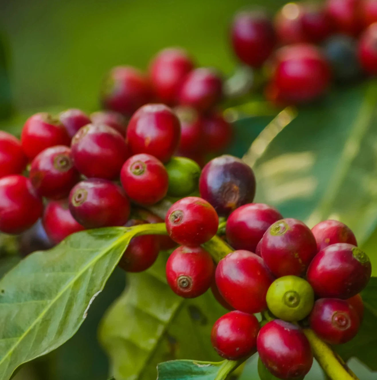 Cranberry Coffee Seeds (Coffea arabica) – Premium Certified High-Yield Gourmet Coffee Bean Plant Seeds for Planting (120 Pcs)