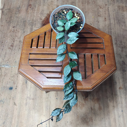 Hoya Lacunosa ‘Black Aurora’ Rare Wax Plant | Tropical Indoor Houseplant | Dark Leaf Hoya | Rooted Live Plant