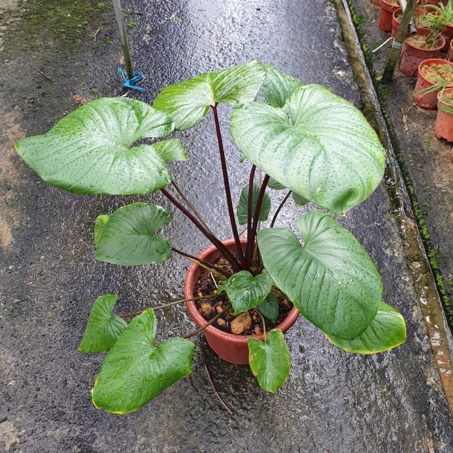Homalomena rubescens Green - Rare Tropical Aroid