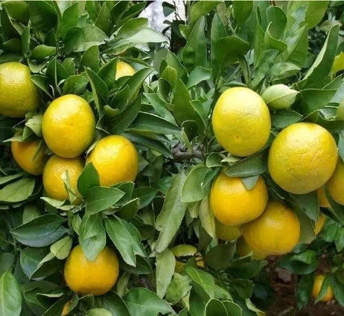Sweet Lemon "Mitha Nimbu" (Citrus limetta) – 1000+ Premium Sweet Lime Planting Seeds