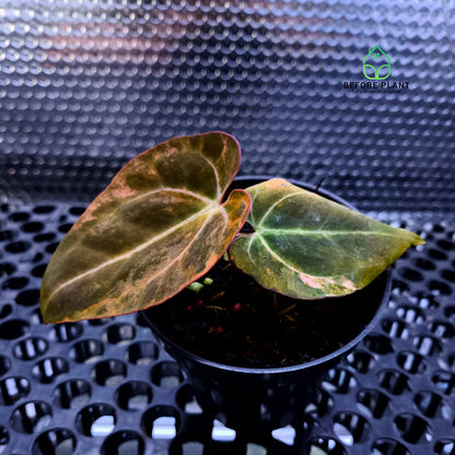 Anthurium 'Black Venom' (Variegated) – Ultra-Rare Collector’s Specimen