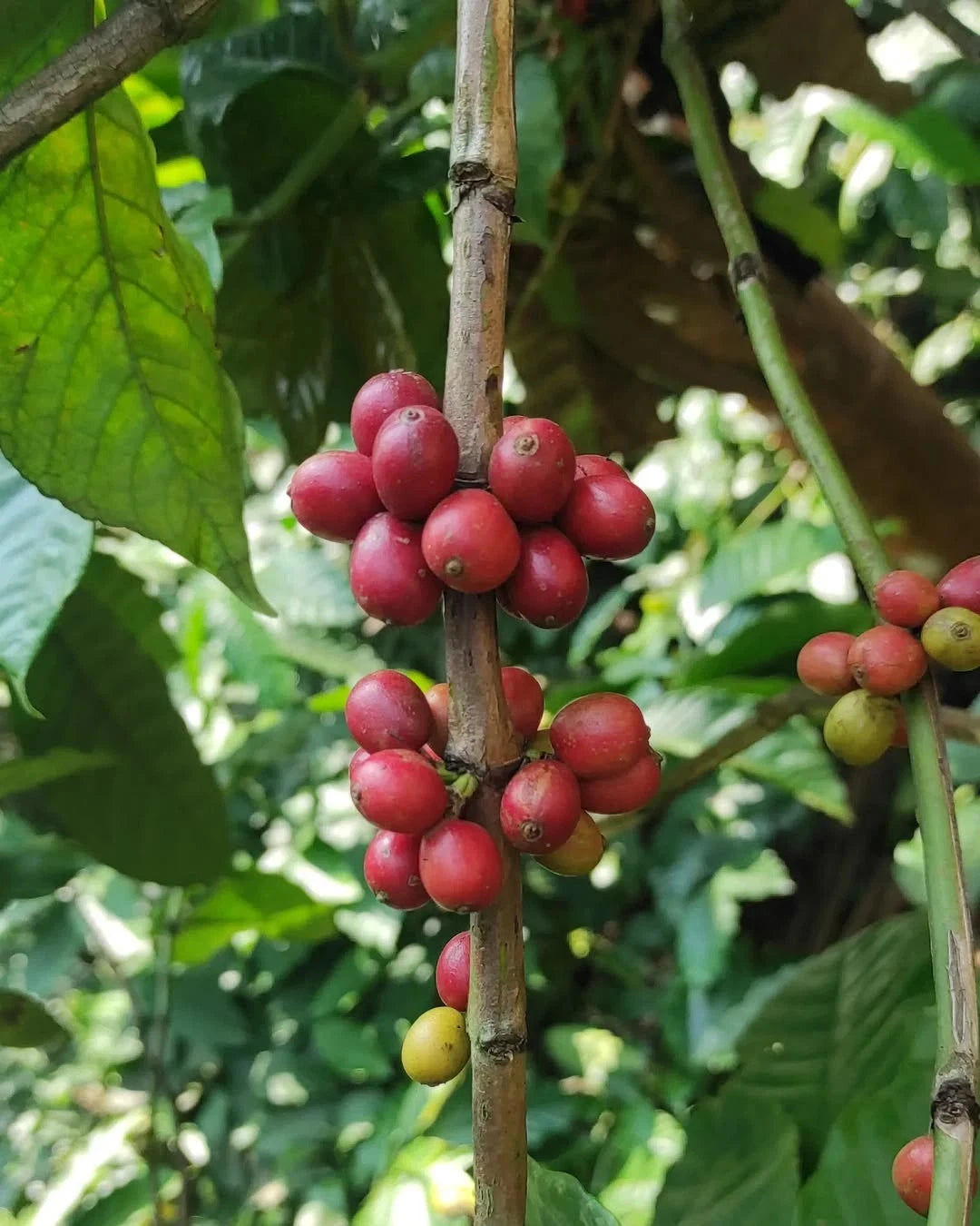 Antigua Coffee Seeds (Coffea sp. / 120+ Premium Volcanic Origin Specialty Coffee Bean Seeds) – Premium Botanical Specimen Plant Seeds for Planting