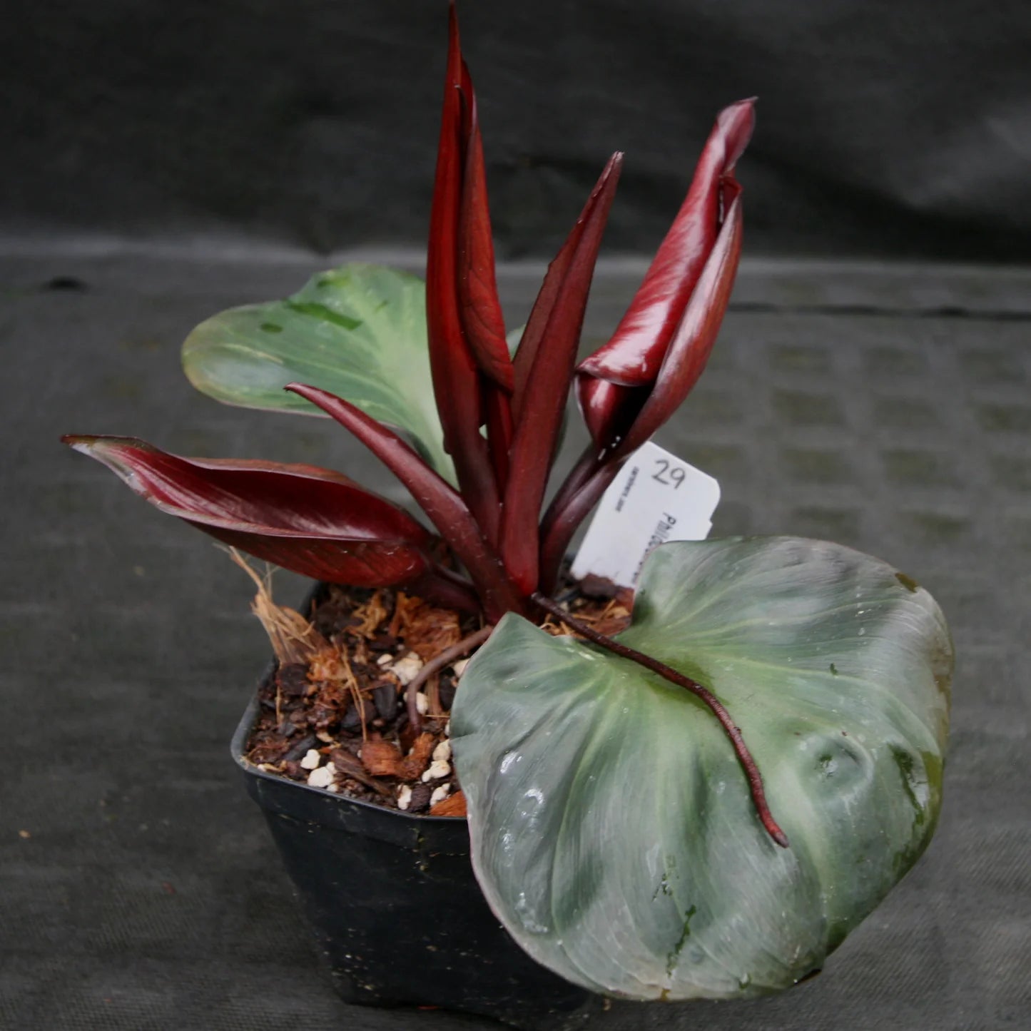 Philodendron Red Heart Rare Tropical Plant | Beautiful Red Leaves | Indoor Exotic Houseplant