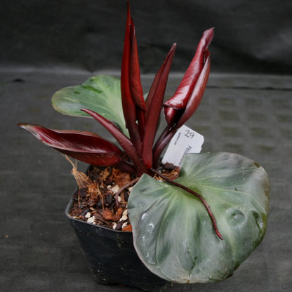 Philodendron Red Heart Rare Tropical Plant | Beautiful Red Leaves | Indoor Exotic Houseplant