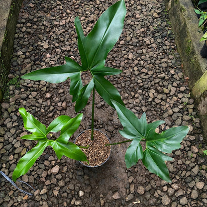 Thaumatophyllum Sonora - Rare Tropical Aroid