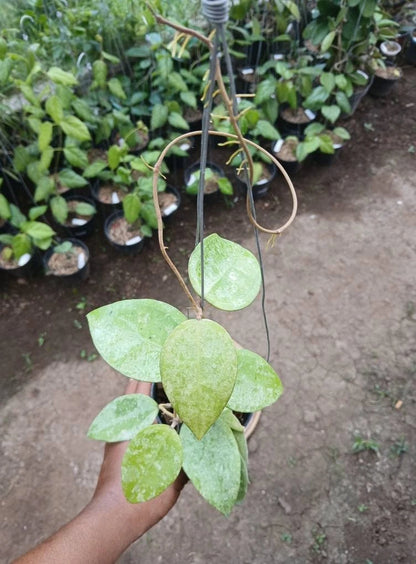 Hoya Parasitica sp. Nganjuk Silver Splash – Rare Tropical Indoor Outdoor Wax Plant Specimen (Rooted Cutting / Plant)