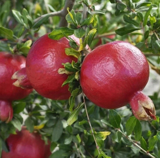 Premium 'Bhagwa' Pomegranate Seeds (Punica granatum) – Elite High-Yield Commercial Pomegranate Seeds (100 Count)