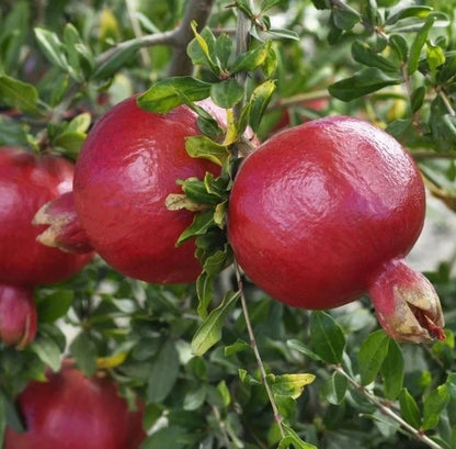 Premium 'Bhagwa' Pomegranate Seeds (Punica granatum) – Elite High-Yield Commercial Pomegranate Seeds (100 Count)