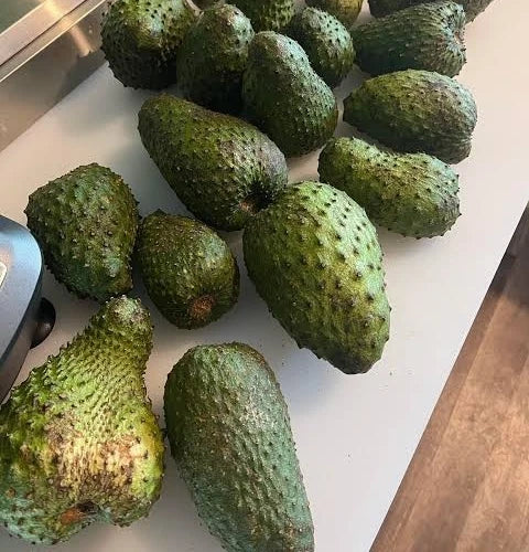 Tainung Soursop Seeds (Annona muricata) – Elite High-Yield Botanical Specimen (Collectors Quality)