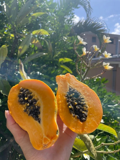 Rainbow Hawaii Papaya Seeds (Carica papaya 'Rainbow') – 150+ Premium Fresh Sweet Bi-Color Rainbow Hawaii Papaya Seeds