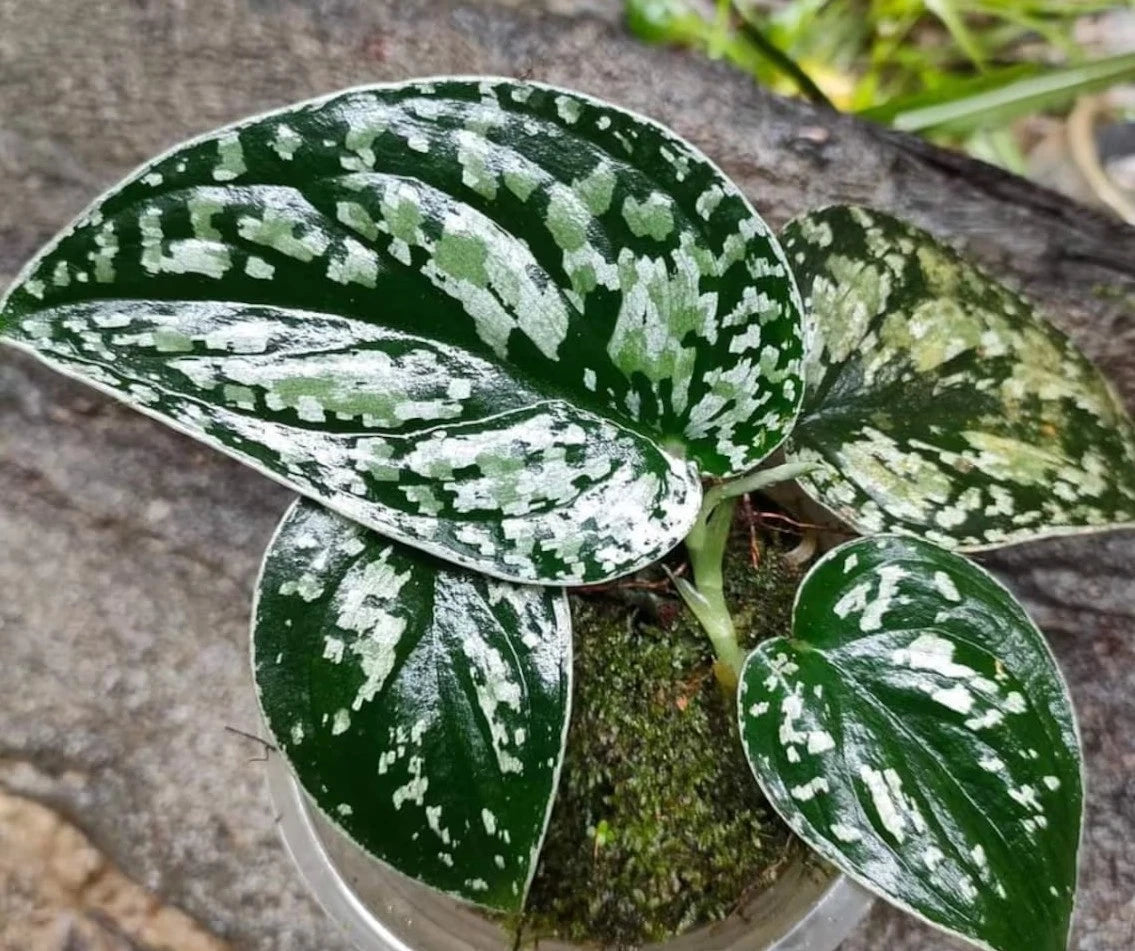 Scindapsus Tricolor Sp. Borneo – Rare Tropical Indoor Outdoor Variegated Climbing Plant Specimen