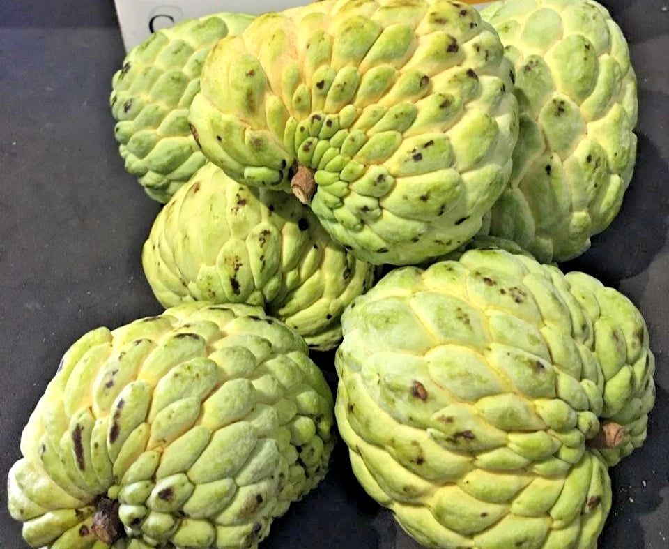 Big Australian Sugar Apple Seeds (Annona squamosa) – 1.000+ Premium Heirloom Giant Australian Custard Apple Seeds for Planting