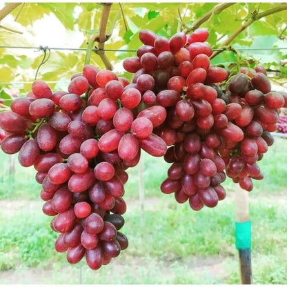 Ninel Grape Seeds (Vitis vinifera) – Premium Certified High-Yield Table Grape Vine Plant Seeds for Planting (100 Pcs)