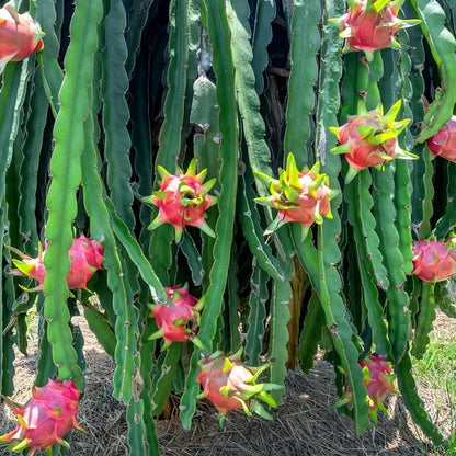 Red Dragon Fruit Seeds (Hylocereus polyrhizus) – 5.000+ Premium American Beauty Seeds