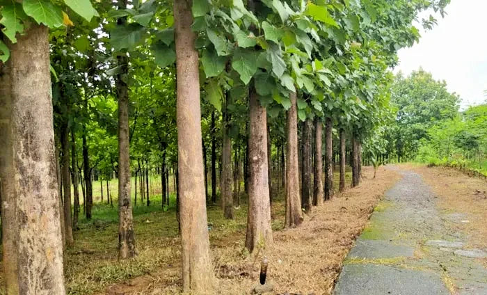 100+ Golden Teak Tree Seeds | Tectona grandis | Premium Quality Fast Growing Timber Seeds