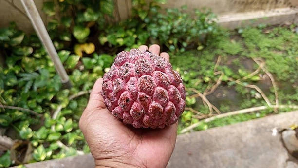 Red Sugar Apple Seeds (Annona squamosa var. Rubra) – Premium Certified High-Yield Sweet Red Custard Apple Fruit Tree Seeds for Planting (20+ Pcs)