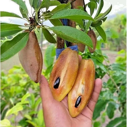 Premium Sapodilla Cucumber Seeds (Manilkara zapota var. Cucumber) – Elongated Chico Zapote Exotic Fruit Seeds for Planting (500+ Pcs)