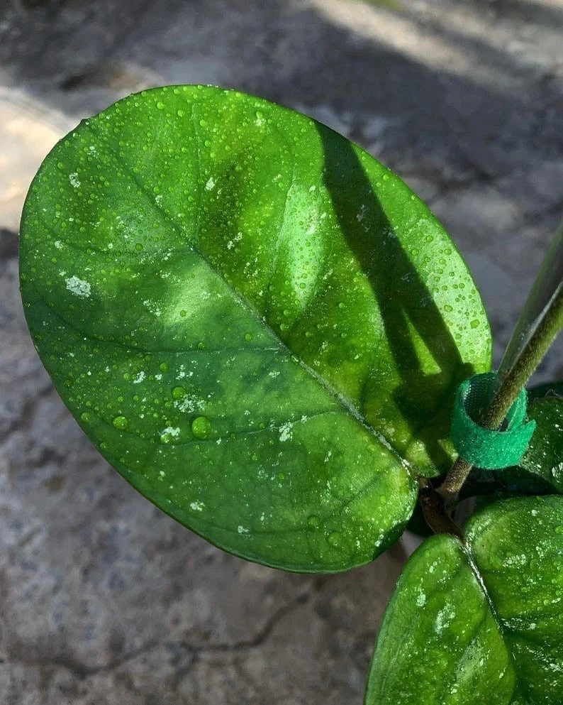 Hoya bonii 'Round Leaf' – Rare Tropical Wax Plant