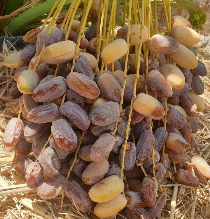 Sag'ai Date Palm Seeds (Phoenix dactylifera 'Sag'ai') – 35 pcs Premium Fresh Rare Golden-Crowned Sweet Sag'ai Date Seeds