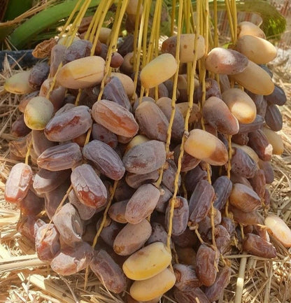 Sag'ai Date Palm Seeds (Phoenix dactylifera 'Sag'ai') – 35 pcs Premium Fresh Rare Golden-Crowned Sweet Sag'ai Date Seeds