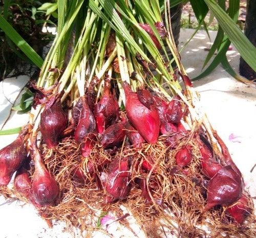 Dayak Onion Sabrang (Eleutherine bulbosa) – 300g Premium Organic Live Rhizomes