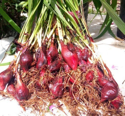 Dayak Onion Sabrang (Eleutherine bulbosa) – 300g Premium Organic Live Rhizomes